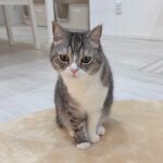 弟と遊びたくてちょっかいかけてた猫を叱ったら涙目でこうなっちゃいました…