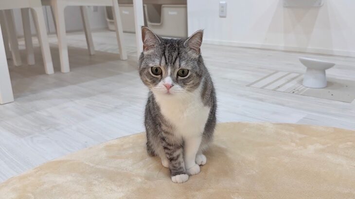 弟と遊びたくてちょっかいかけてた猫を叱ったら涙目でこうなっちゃいました…