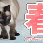猫の春行動