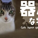猫の器用な特技