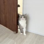 慌てた様子で何か伝えに来た猫について行ったらまさかのこうなってました…