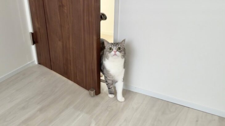 慌てた様子で何か伝えに来た猫について行ったらまさかのこうなってました…
