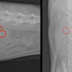もち様の腎臓病の検査結果について。