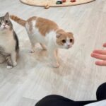 友達の家の猫たちと遊んで帰ってきたら匂いに気づかれてこうなっちゃいました…