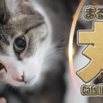 猫が好むマル