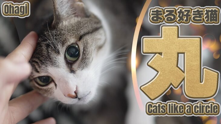 猫が好むマル