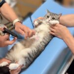 診察台で仰向けになってエコー検査したら怖がりな猫がこうなっちゃいました…