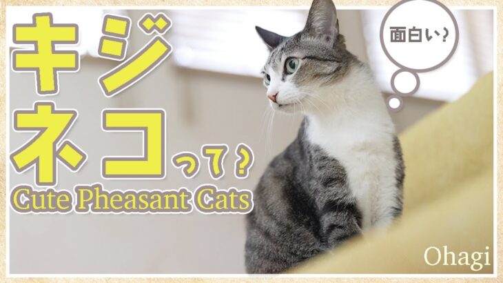 キジ猫って面白い