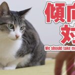 猫の傾向と対策