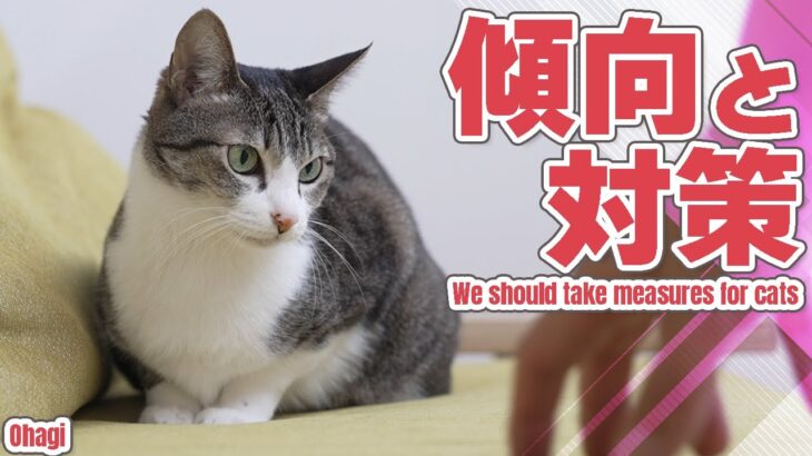 猫の傾向と対策