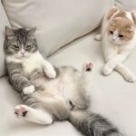 エコー検査でお腹の毛を丸刈りにされた猫がこうなっちゃいました…