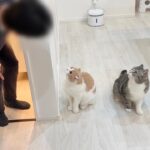 お留守番中に急に遊びに来た父を飼い主だと勘違いして出迎えた猫たちの反応が可愛すぎましたw