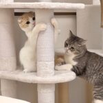 鬼ごっこに負けそうになるとすぐ被害者面して助けを求めてくる弟猫が可愛すぎたwww