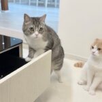引き出しに隠してたおやつを盗んでるのがバレた瞬間の猫たちの反応が可愛すぎましたwww