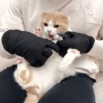 爪切りで凶暴化する猫にフル装備で挑んだらまさかのこうなりましたwww