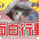 猫の面白行動【2025】