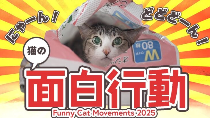 猫の面白行動【2025】