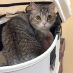 もちが夜中に5回嘔吐して救急搬送されました。