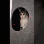 やっと気づいた猫😺 – A cat finally noticed it – #shorts #cat