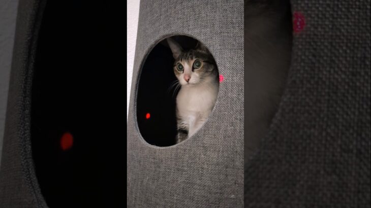 やっと気づいた猫😺 – A cat finally noticed it – #shorts #cat