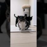 避けられた猫😺 – A cat is being avoided – #shorts #cat