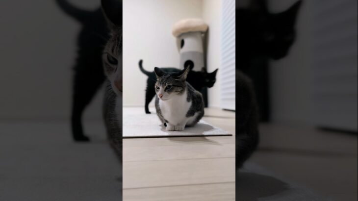 避けられた猫😺 – A cat is being avoided – #shorts #cat