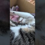 なかなか起きそうにない猫😺 – A cat is just not waking up – #shorts #cat