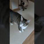 キジ猫に出会いそして別れた猫🐱 – A cat meets another cat – #shorts #cat