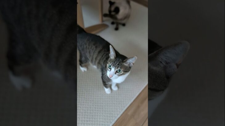 キジ猫に出会いそして別れた猫🐱 – A cat meets another cat – #shorts #cat