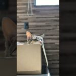 箱猫の日向ぼっこ🐱 – A cat sun-bathing in a box – #shorts #cat