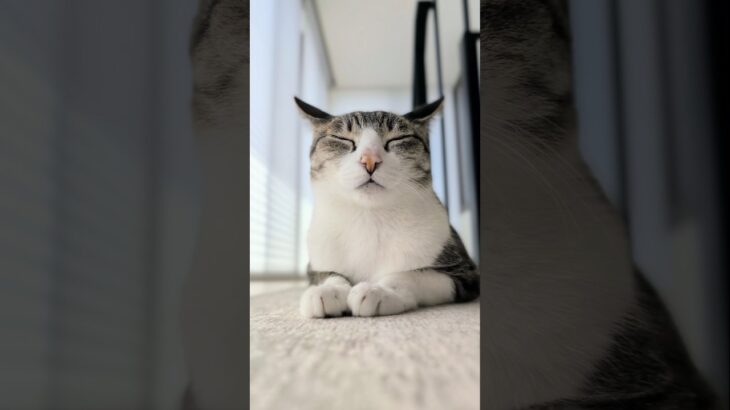 イカ耳座り猫😺 – A cat with airplane ears – #shorts #cat