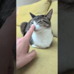 猫鼻トントン😺 – Booping My Cat – #shorts #cat
