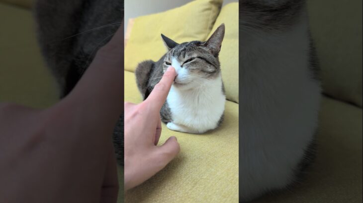 猫鼻トントン😺 – Booping My Cat – #shorts #cat