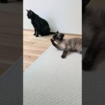 毛づくろいが伝染する猫😺- Cats Grooming Contagious – #shorts #cat