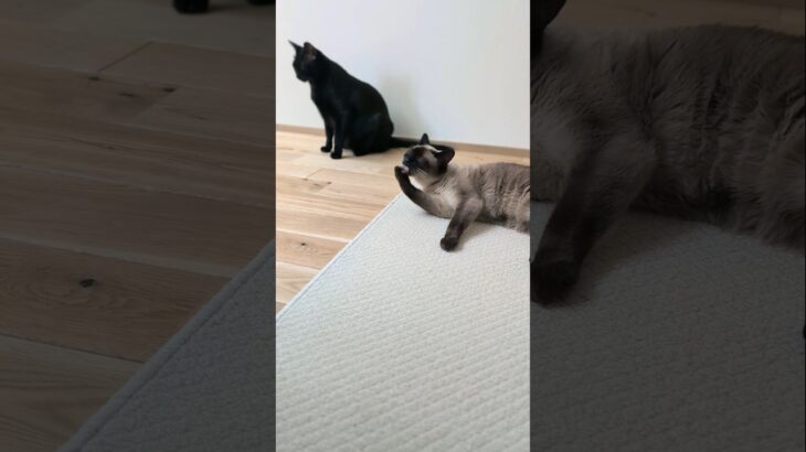毛づくろいが伝染する猫😺- Cats Grooming Contagious – #shorts #cat
