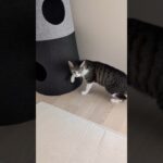 猫のかくれんぼ生活😺 – Cats Hide and Seek – #shorts #cat