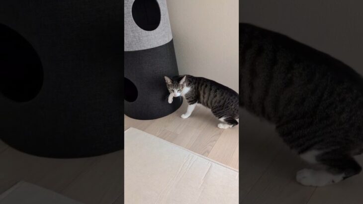 猫のかくれんぼ生活😺 – Cats Hide and Seek – #shorts #cat
