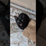 黒猫のニャニャ🐱 – Cats Meowing – #shorts #cat