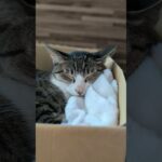 キジ猫のお昼寝😺 – Cats Nap Time – #shorts #cat