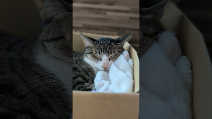 キジ猫のお昼寝😺 – Cats Nap Time – #shorts #cat