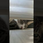 猫の寝起きシーン😺 – Cats woke up – #shorts #cat