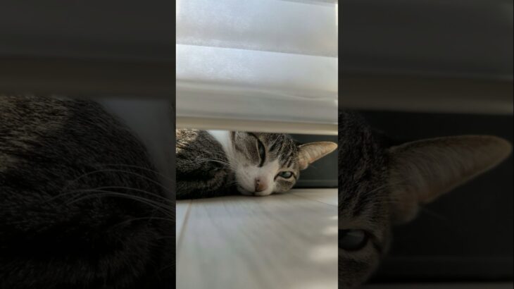猫の寝起きシーン😺 – Cats woke up – #shorts #cat