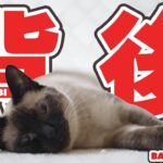 背後を見せてもOK猫