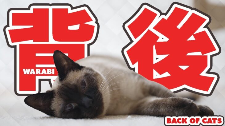 背後を見せてもOK猫