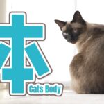 猫の体