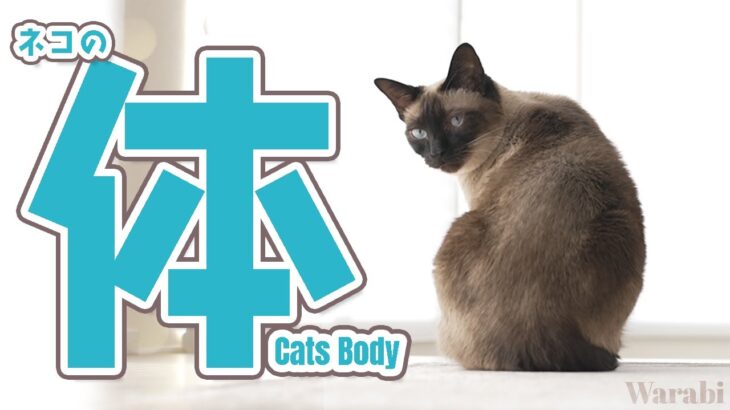猫の体