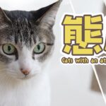 猫の態度はコロコロ？