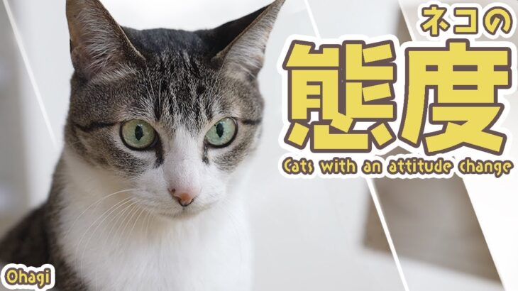 猫の態度はコロコロ？