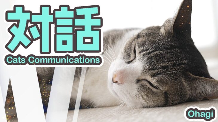猫の対話とは