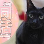 猫と共同生活のコツ